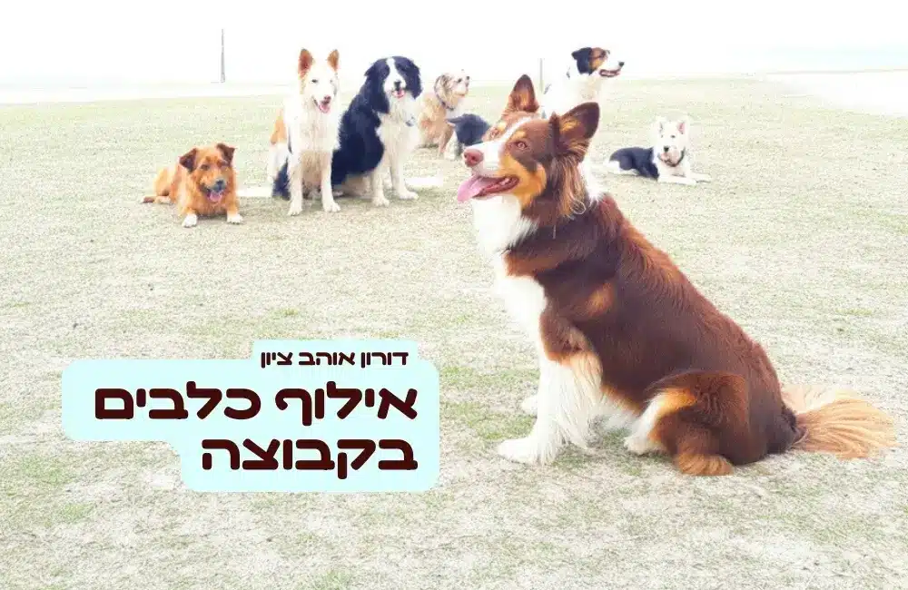 אילוף כלבים בקבוצה