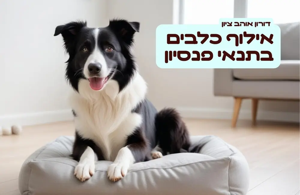אילוף כלבים בתנאי פנסיון