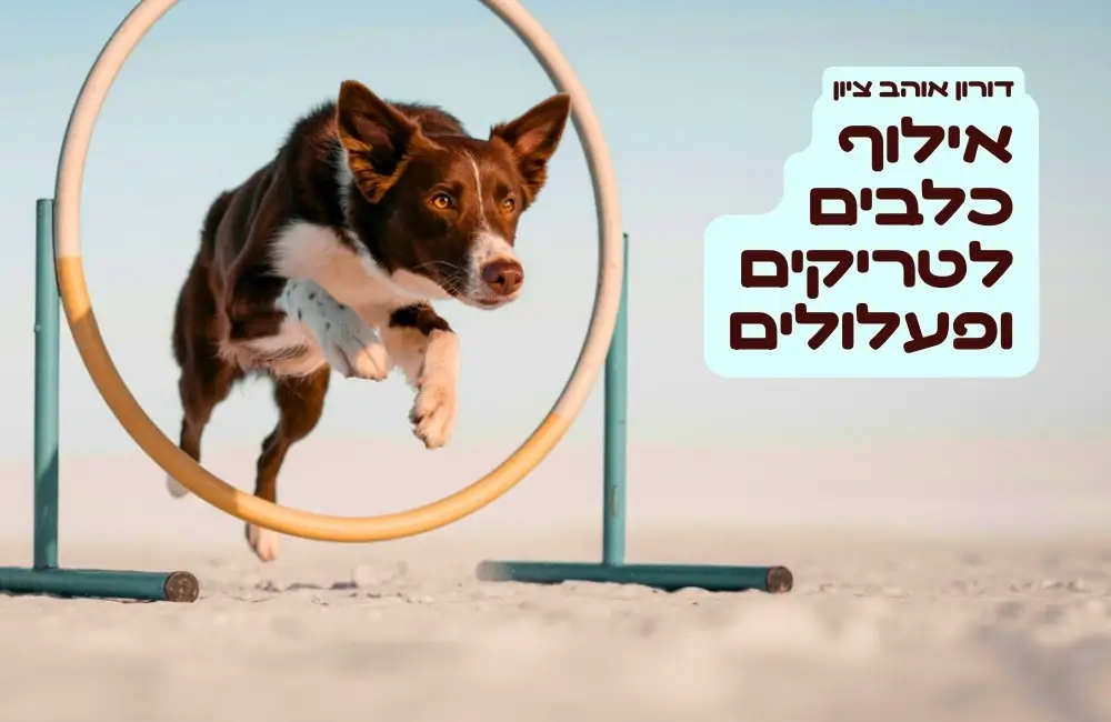 אילוף כלבים לטריקים ופעלולים