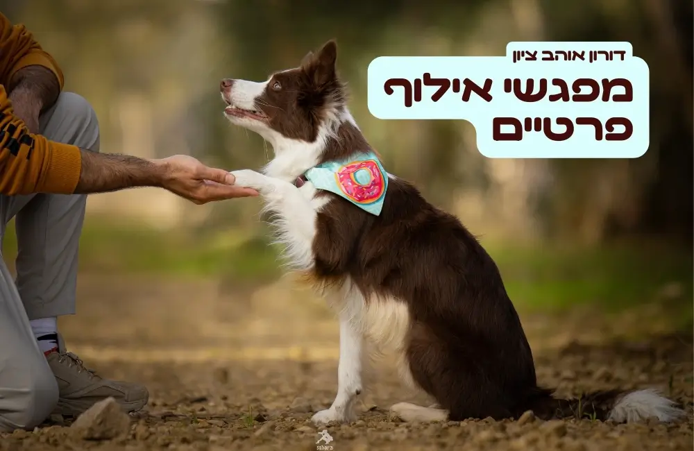 מפגשי אילוף פרטיים
